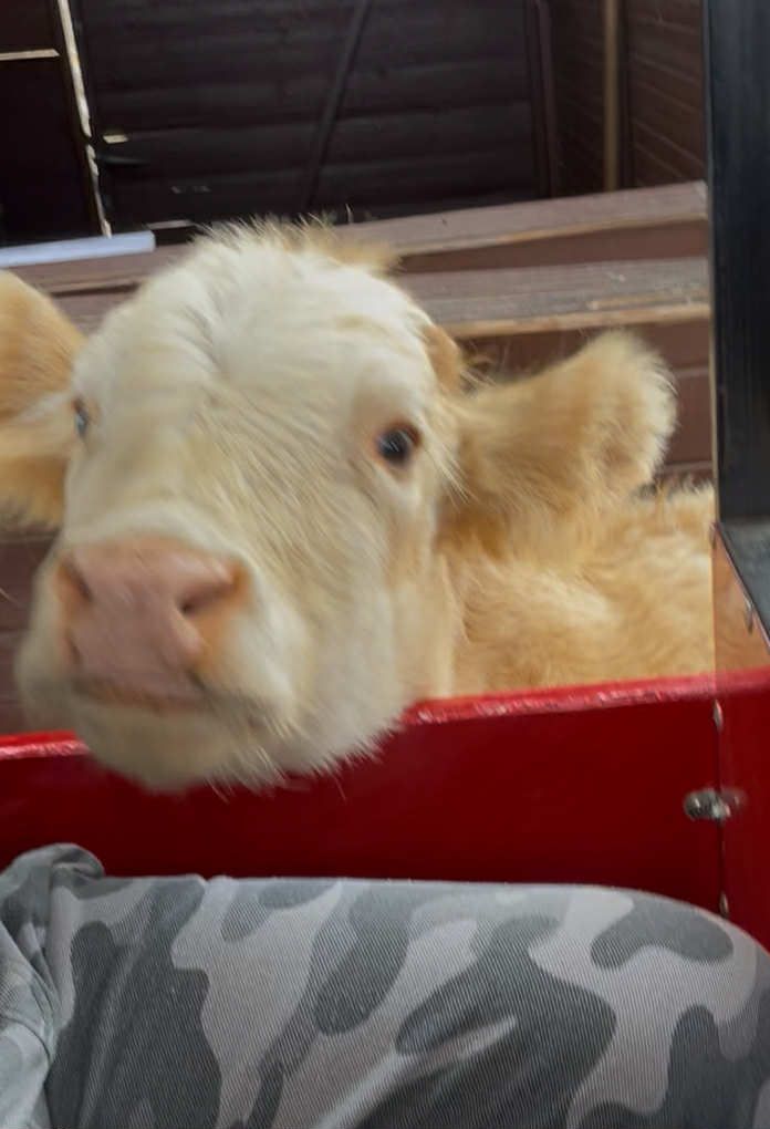 BESZÁMOLÓ Az Andorka Eszter Program pályázatán nyert „Látogatás a Richter Autós Safari Parkban” c. mini projektről